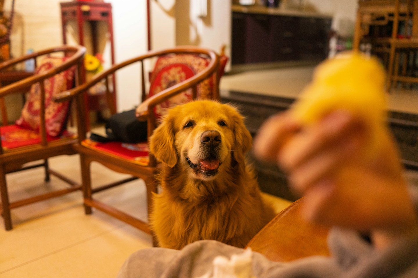 Bir golden retriever içeride oturmuş ileriye bakıyor.