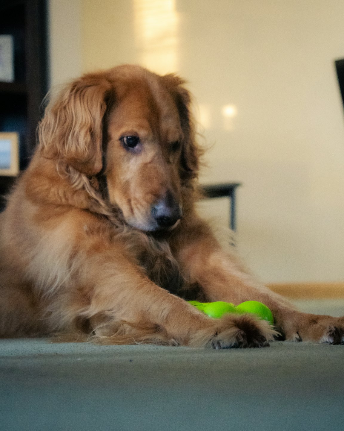 Halı üzerinde parlak yeşil oyuncaklı golden retriever.